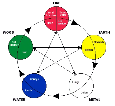 Image of the five elements in color, including the organs.