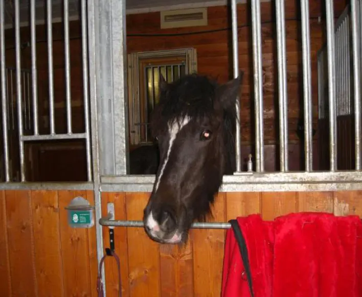 Portrett bilde av hesten Vilja 6 år.