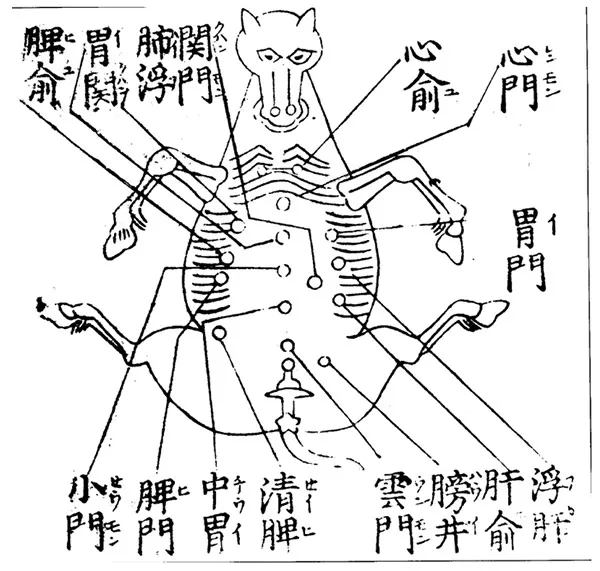picture of ancient chinese acupunture meridian chart on a horse.