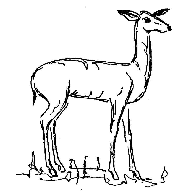book.holistic.veterinary.medicine.doe.png